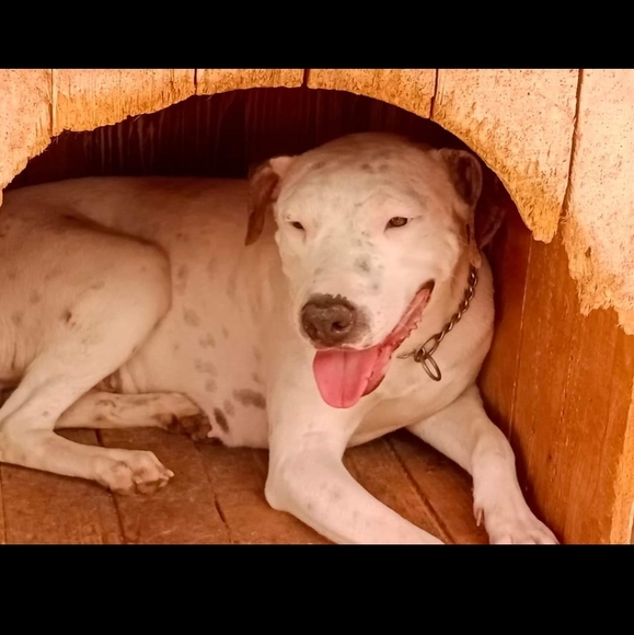 Dog Rescue - Picture 4 of 5